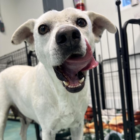 Crystal, an adoptable Labrador Retriever in Corpus Christi, TX, 78415 | Photo Image 4