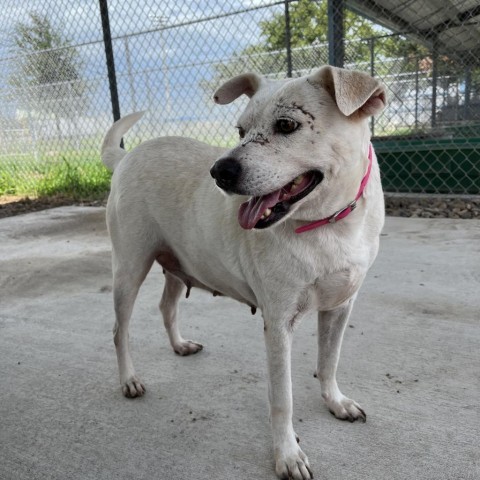 Crystal, an adoptable Labrador Retriever in Corpus Christi, TX, 78415 | Photo Image 5