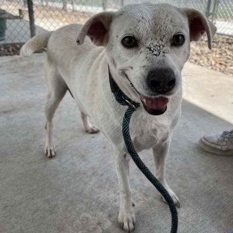 Crystal, an adoptable Labrador Retriever in Corpus Christi, TX, 78415 | Photo Image 6