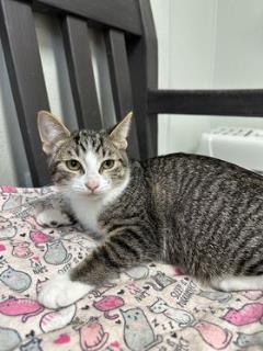 Roo, an adoptable Domestic Short Hair in Cheboygan, MI, 49721 | Photo Image 1