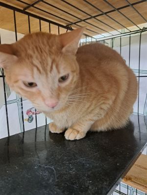 Kelce, Adult Male Domestic Short Hair