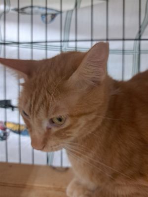 Travis, Adult Male Domestic Short Hair