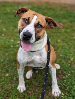 Introducing Calliope the sweet and soulful hound mix waiting for her perfect ma