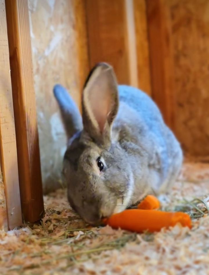 Rabbit for adoption - Mizuri and Mika, a Chinchilla in Onalaska, WA ...