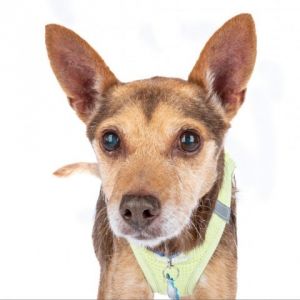Meet Wiley the tall Chi-Coyote mix with plenty of energy and a tail that wont quit This handsome 