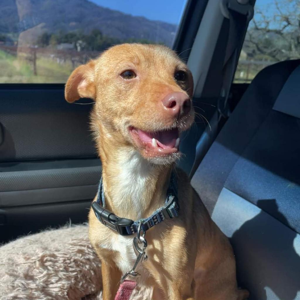 Scarlett, an adoptable Chihuahua in St. Helena, CA, 94574 | Photo Image 1