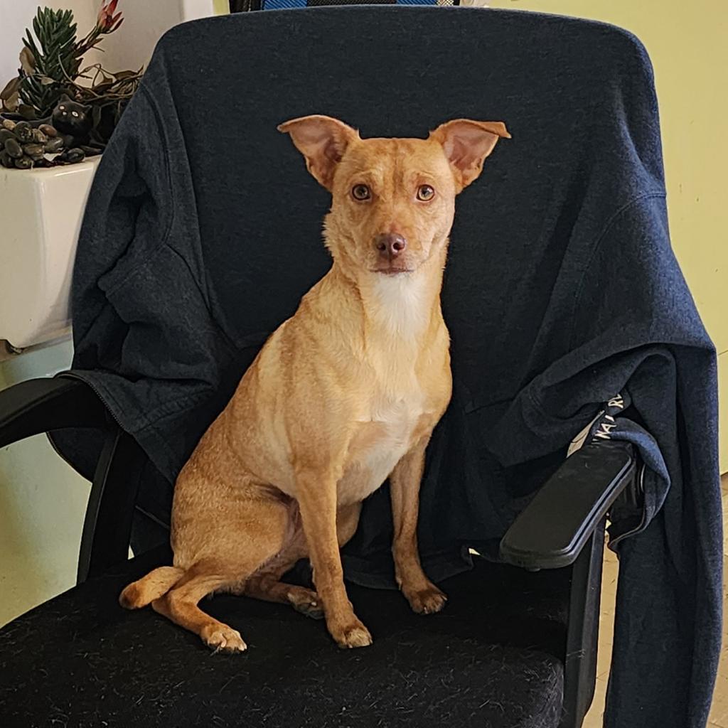 Scarlett, an adoptable Chihuahua in St. Helena, CA, 94574 | Photo Image 2