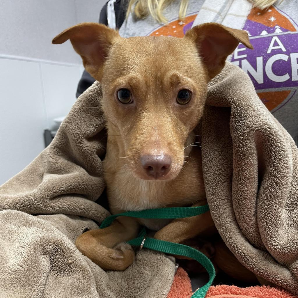 Scarlett, an adoptable Chihuahua in St. Helena, CA, 94574 | Photo Image 3