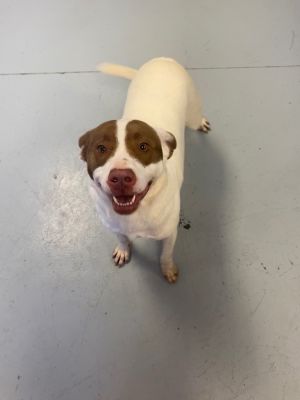 Siri, Adult Female Labrador Retriever