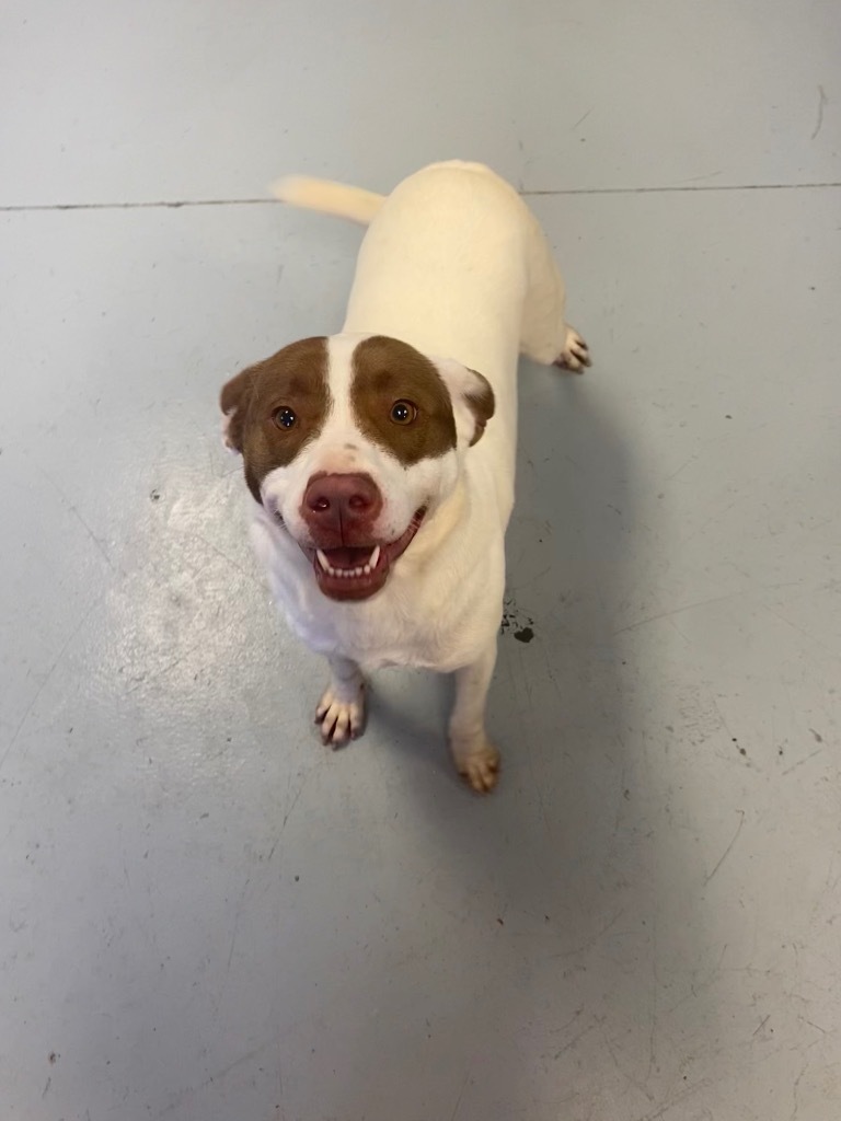 Siri, an adoptable Labrador Retriever, Hound in Greenwood, MS, 38930 | Photo Image 1