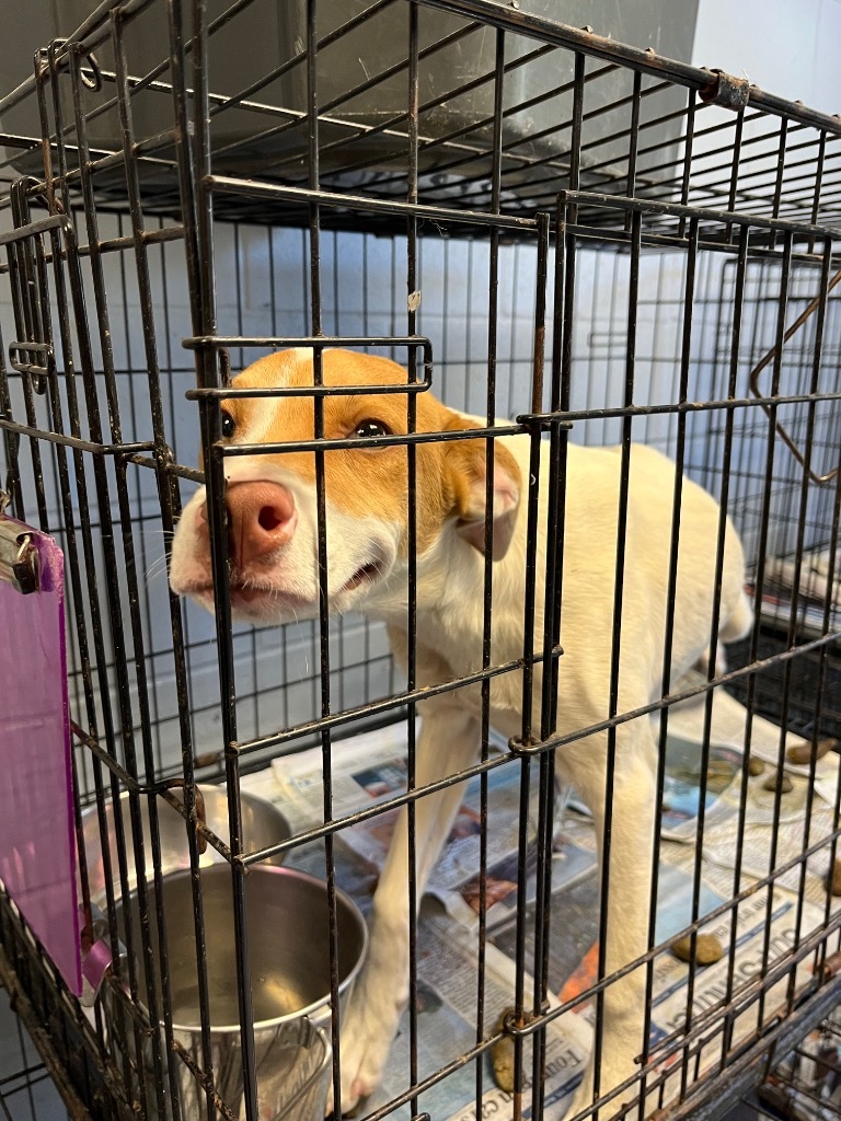 Siri, an adoptable Labrador Retriever, Hound in Greenwood, MS, 38930 | Photo Image 2