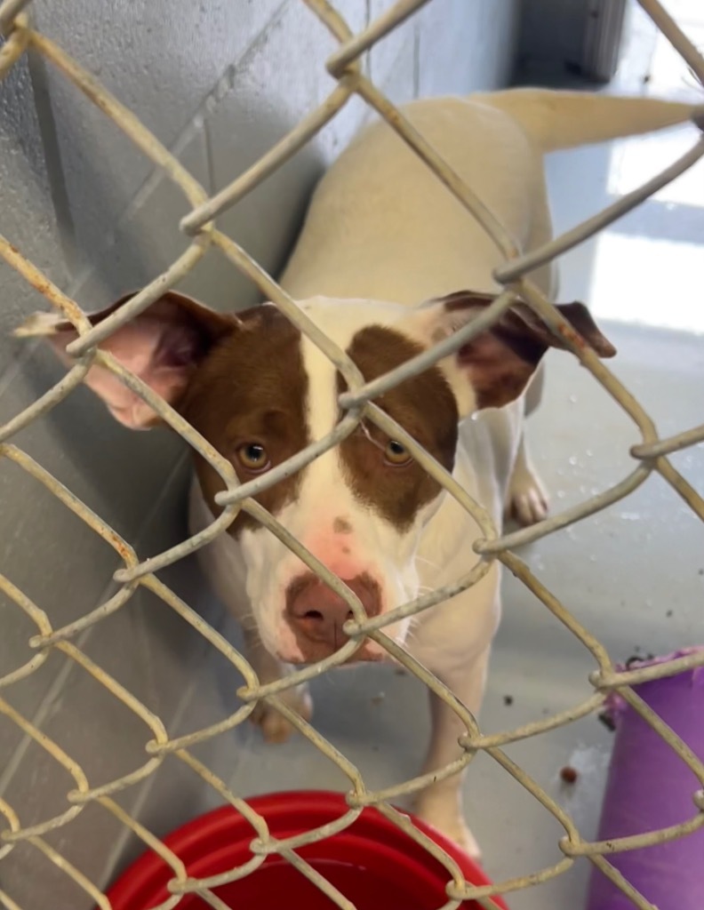 Siri, an adoptable Labrador Retriever, Hound in Greenwood, MS, 38930 | Photo Image 3