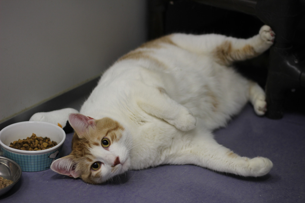 Carmel (sponsored), an adoptable Domestic Short Hair in Rockford, IL, 61126 | Photo Image 2