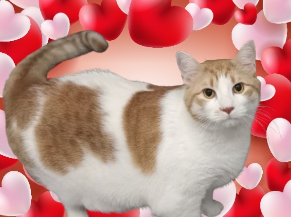Carmel (sponsored), an adoptable Domestic Short Hair in Rockford, IL, 61126 | Photo Image 4