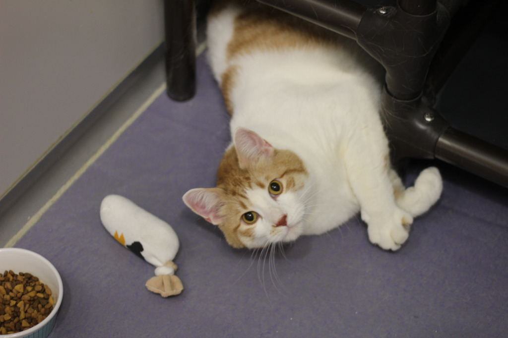 Carmel (sponsored), an adoptable Domestic Short Hair in Rockford, IL, 61126 | Photo Image 6