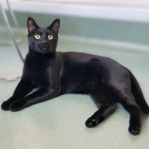 Hiya They call me Pootsie I am a 2 year old large size spayed female and I