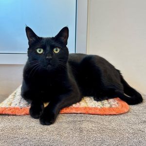 Hiya They call me Pootsie I am a 2 year old large size spayed female and I