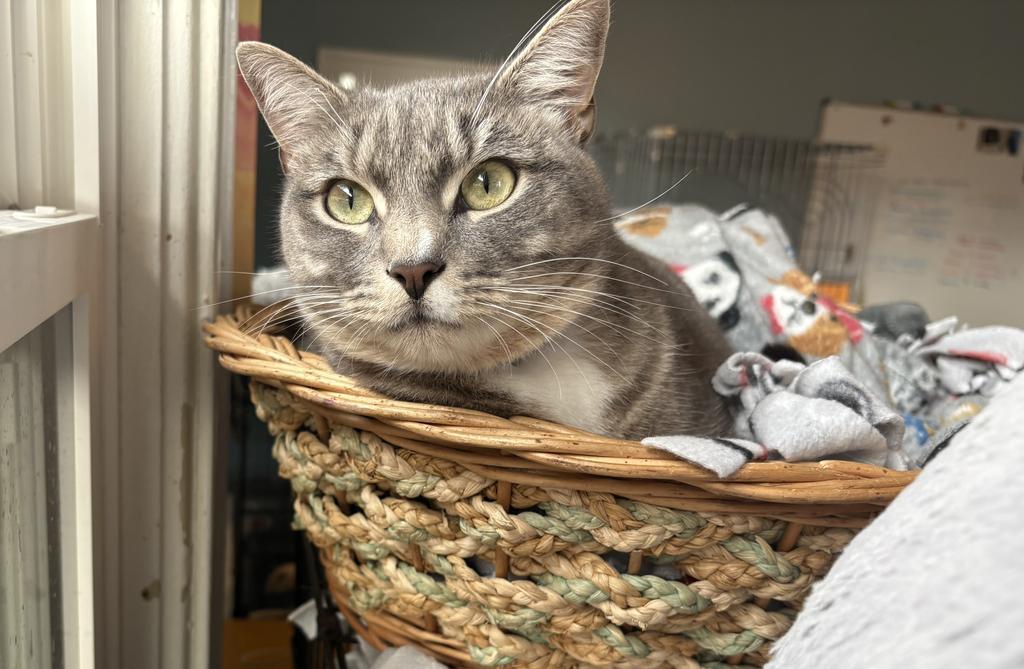 Pancake, an adoptable Domestic Short Hair in El Dorado, AR, 71730 | Photo Image 1