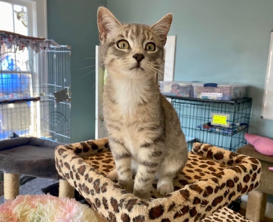 Pancake, an adoptable Domestic Short Hair in El Dorado, AR, 71730 | Photo Image 2