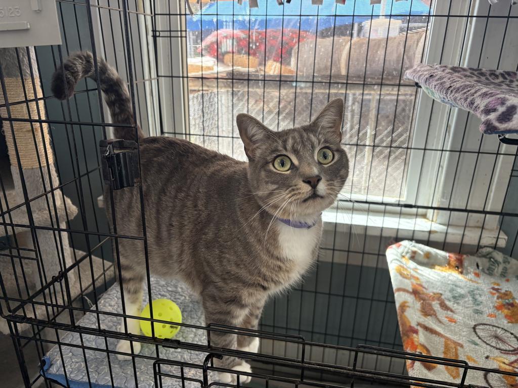 Pancake, an adoptable Domestic Short Hair in El Dorado, AR, 71730 | Photo Image 3