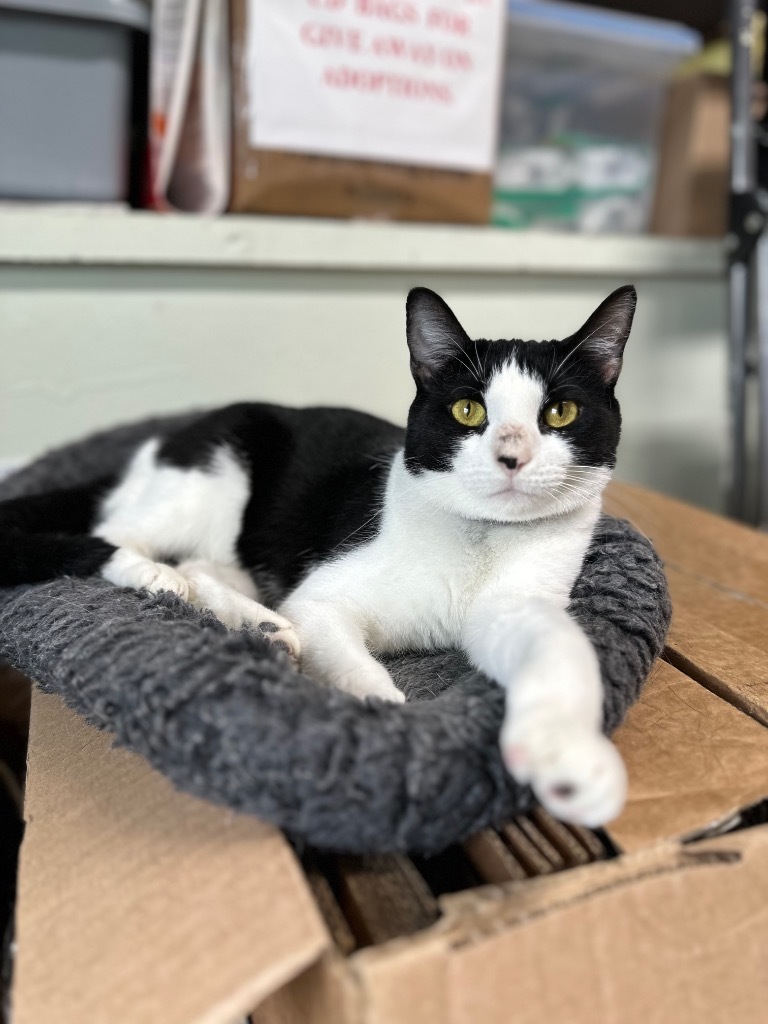 Athena, an adoptable Domestic Short Hair in Hot Springs, AR, 71901 | Photo Image 1