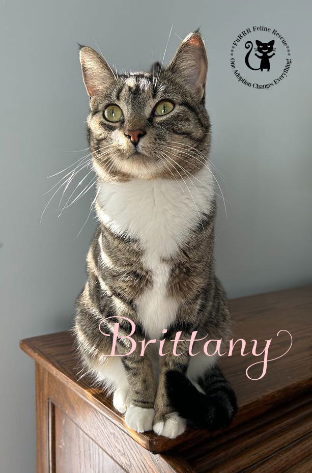 Brittany, an adoptable Domestic Short Hair in Gonic, NH, 03839 | Photo Image 1