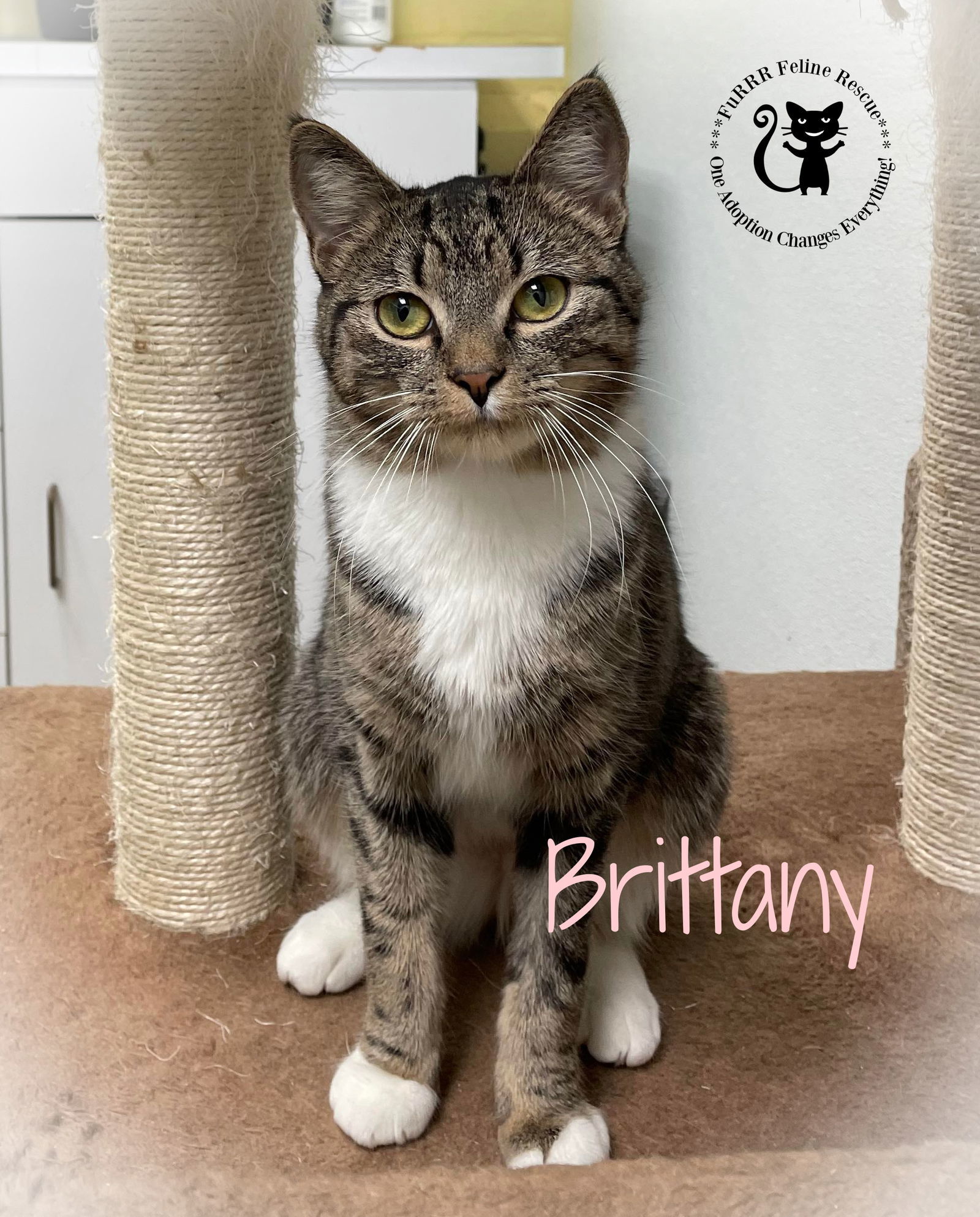 Brittany, an adoptable Domestic Short Hair in Gonic, NH, 03839 | Photo Image 2