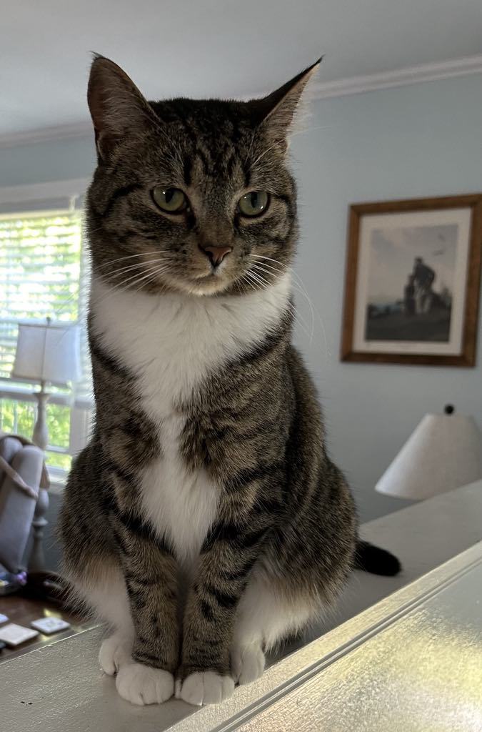 Brittany, an adoptable Domestic Short Hair in Gonic, NH, 03839 | Photo Image 3