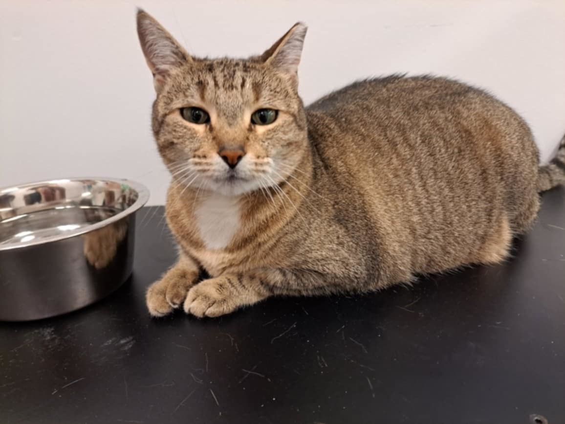 Diamond AT Petsmart Newington, an adoptable Domestic Short Hair in Gonic, NH, 03839 | Photo Image 1