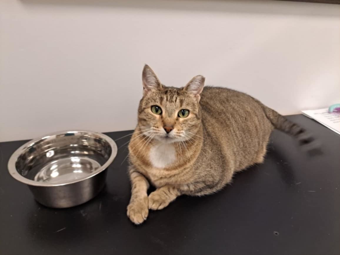 Diamond AT Petsmart Newington, an adoptable Domestic Short Hair in Gonic, NH, 03839 | Photo Image 2