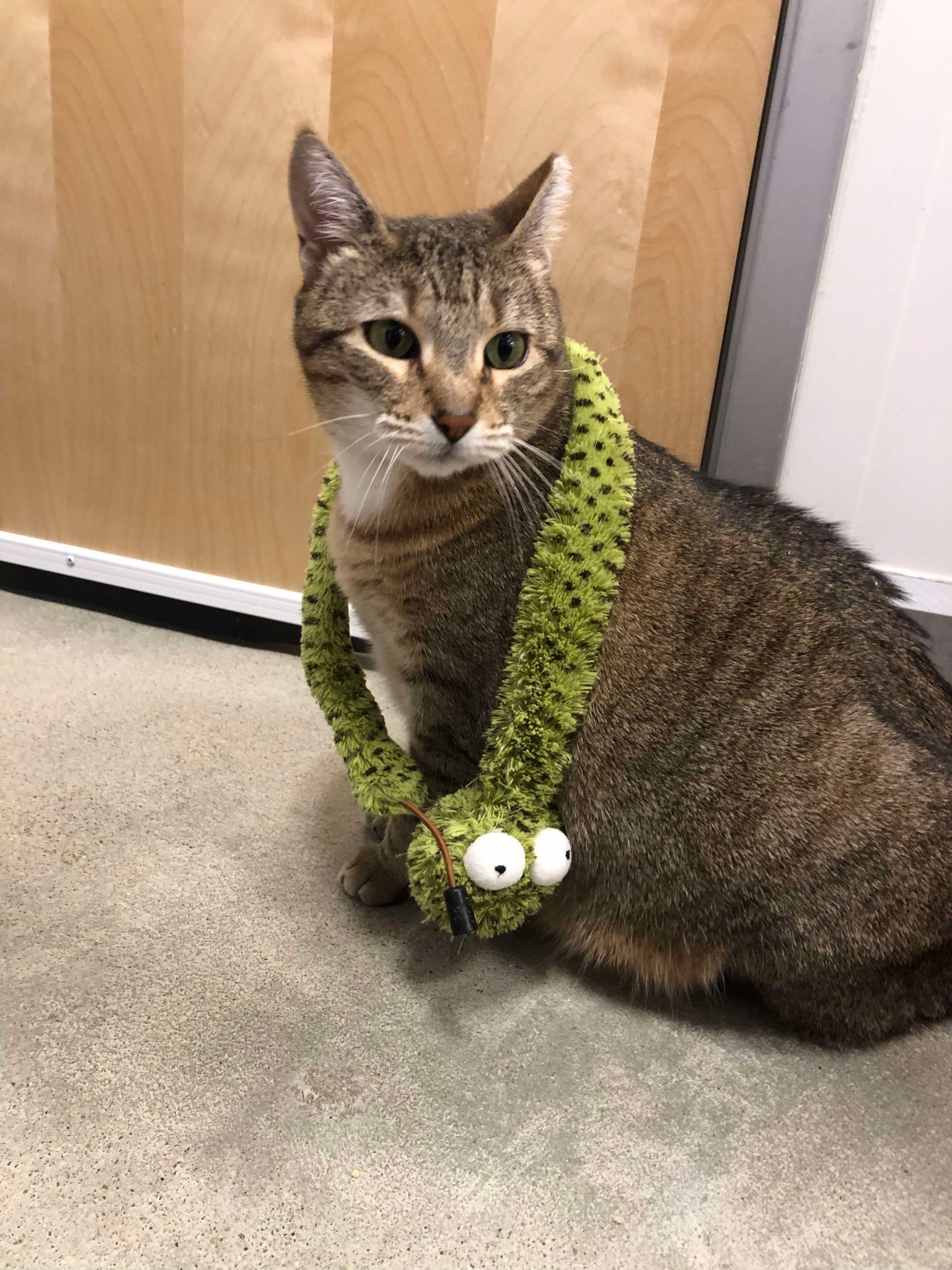 Diamond AT Petsmart Newington, an adoptable Domestic Short Hair in Gonic, NH, 03839 | Photo Image 2