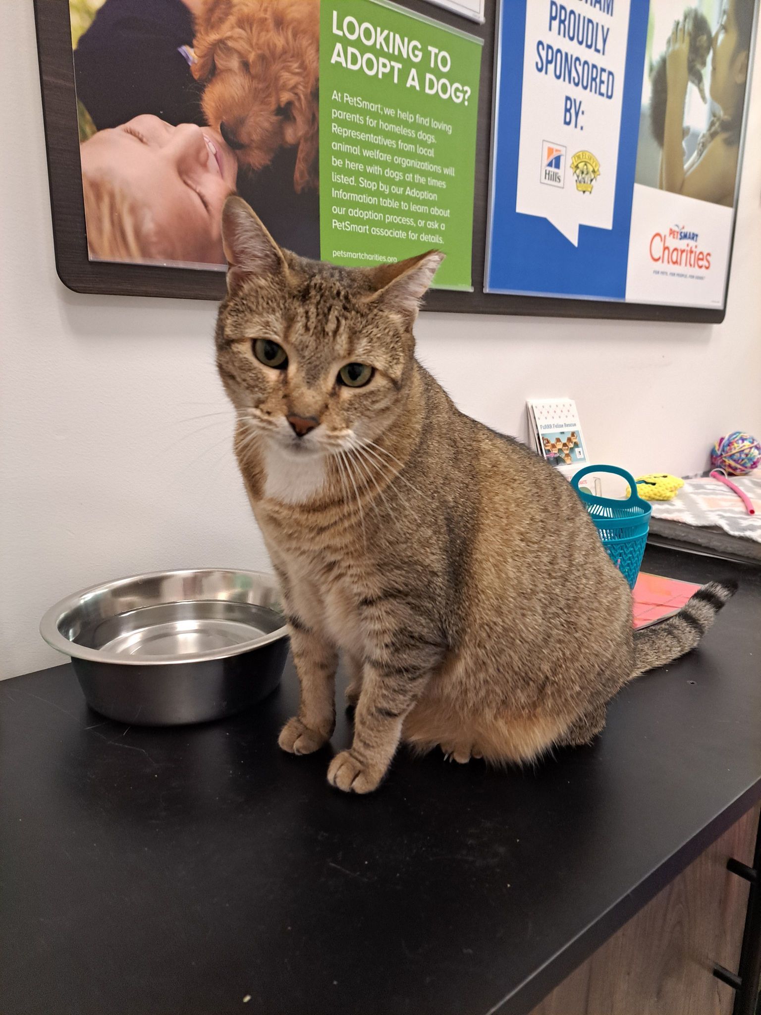 Diamond AT Petsmart Newington, an adoptable Domestic Short Hair in Gonic, NH, 03839 | Photo Image 3