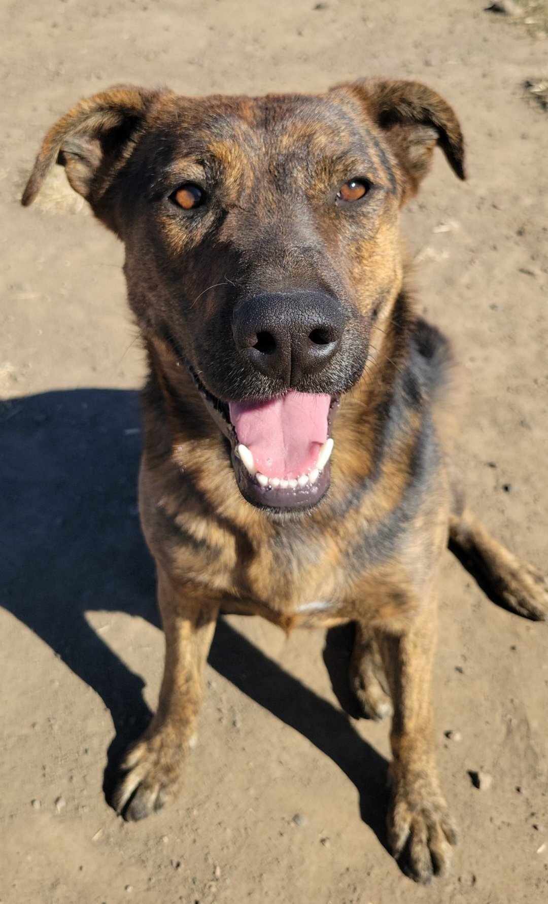 Rook, an adoptable German Shepherd Dog in Yreka, CA, 96097 | Photo Image 1