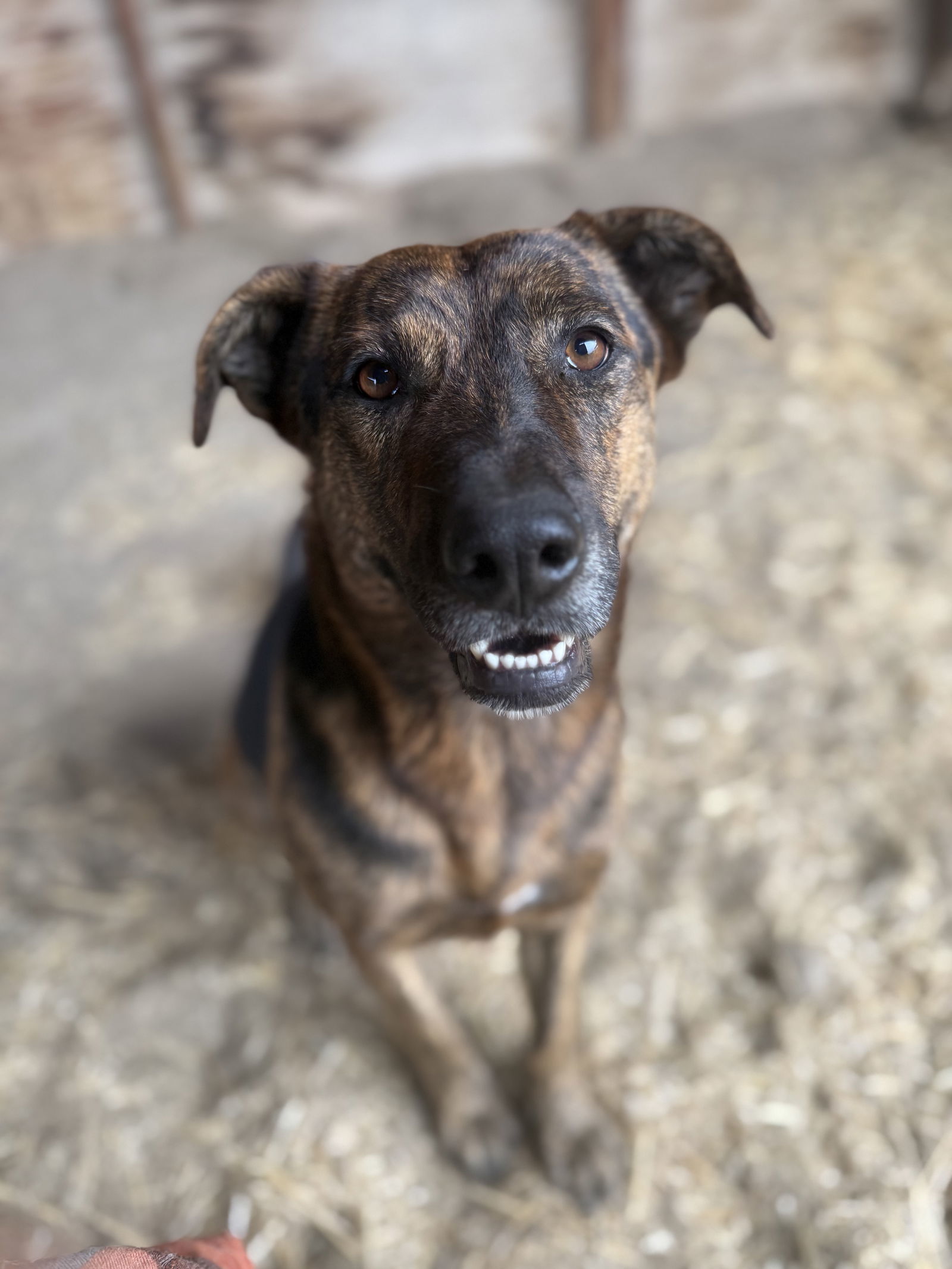 Rook, an adoptable Shepherd, Plott Hound in Yreka, CA, 96097 | Photo Image 1