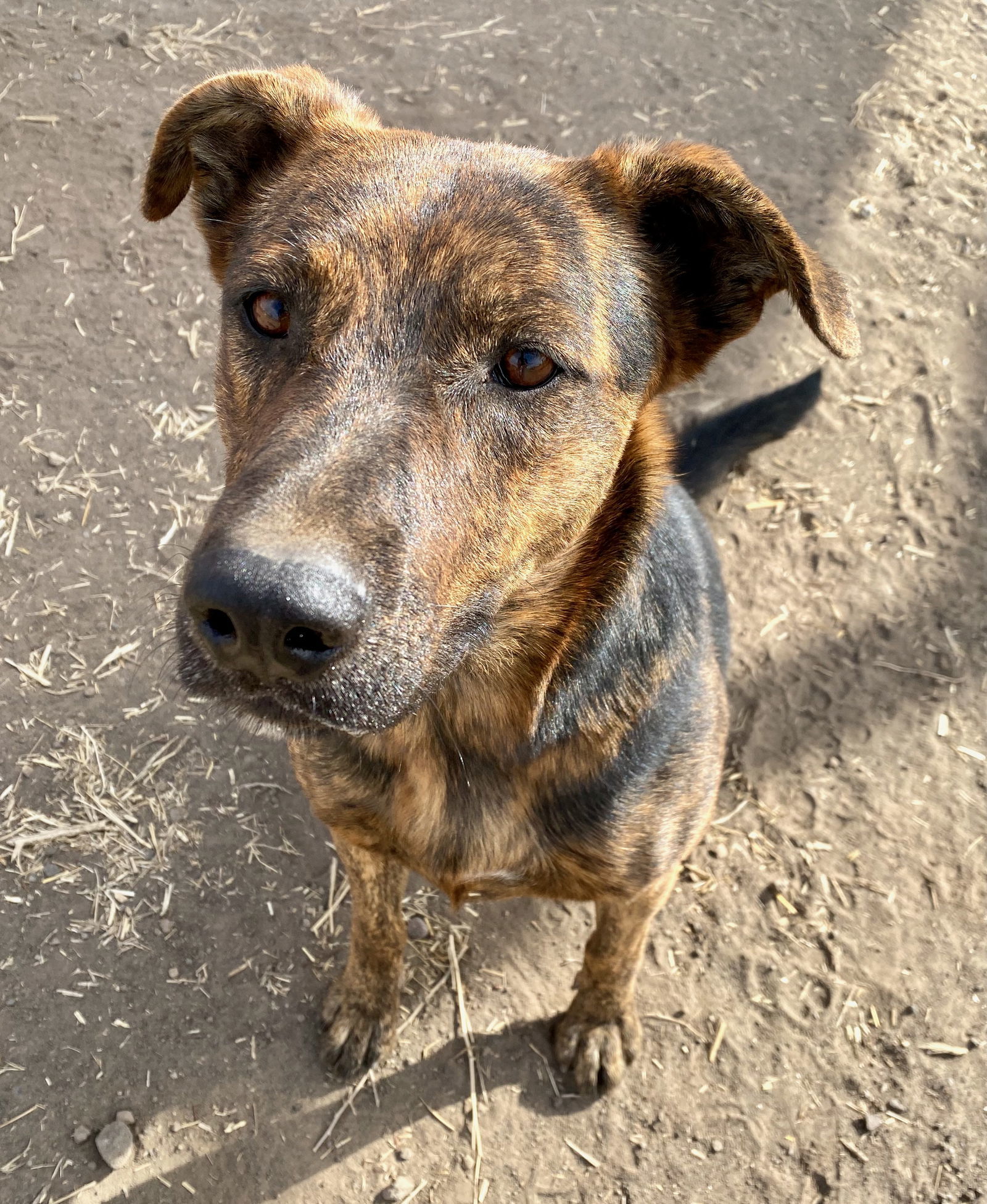 Rook, an adoptable German Shepherd Dog in Yreka, CA, 96097 | Photo Image 2