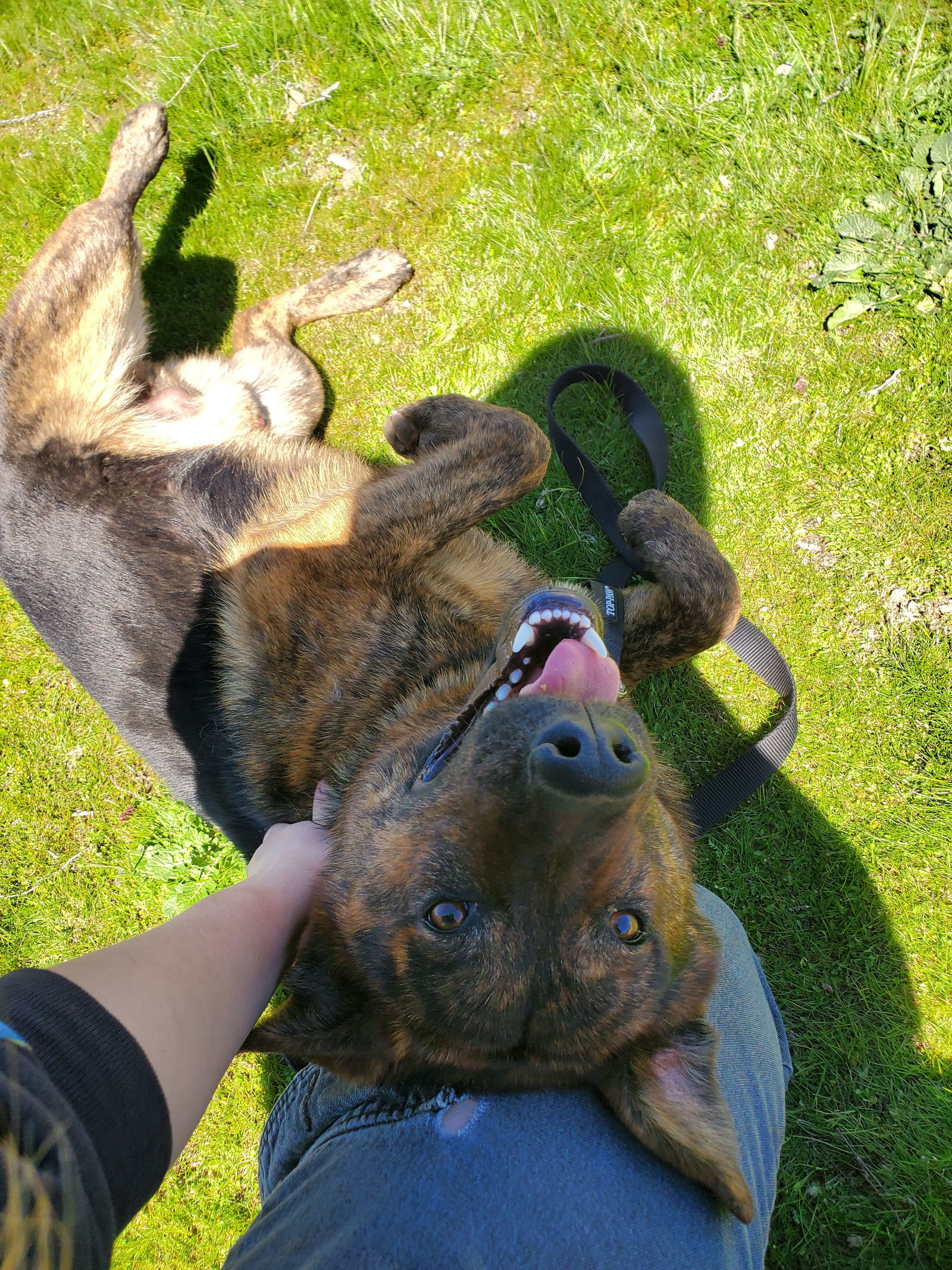 Rook, an adoptable German Shepherd Dog in Yreka, CA, 96097 | Photo Image 3