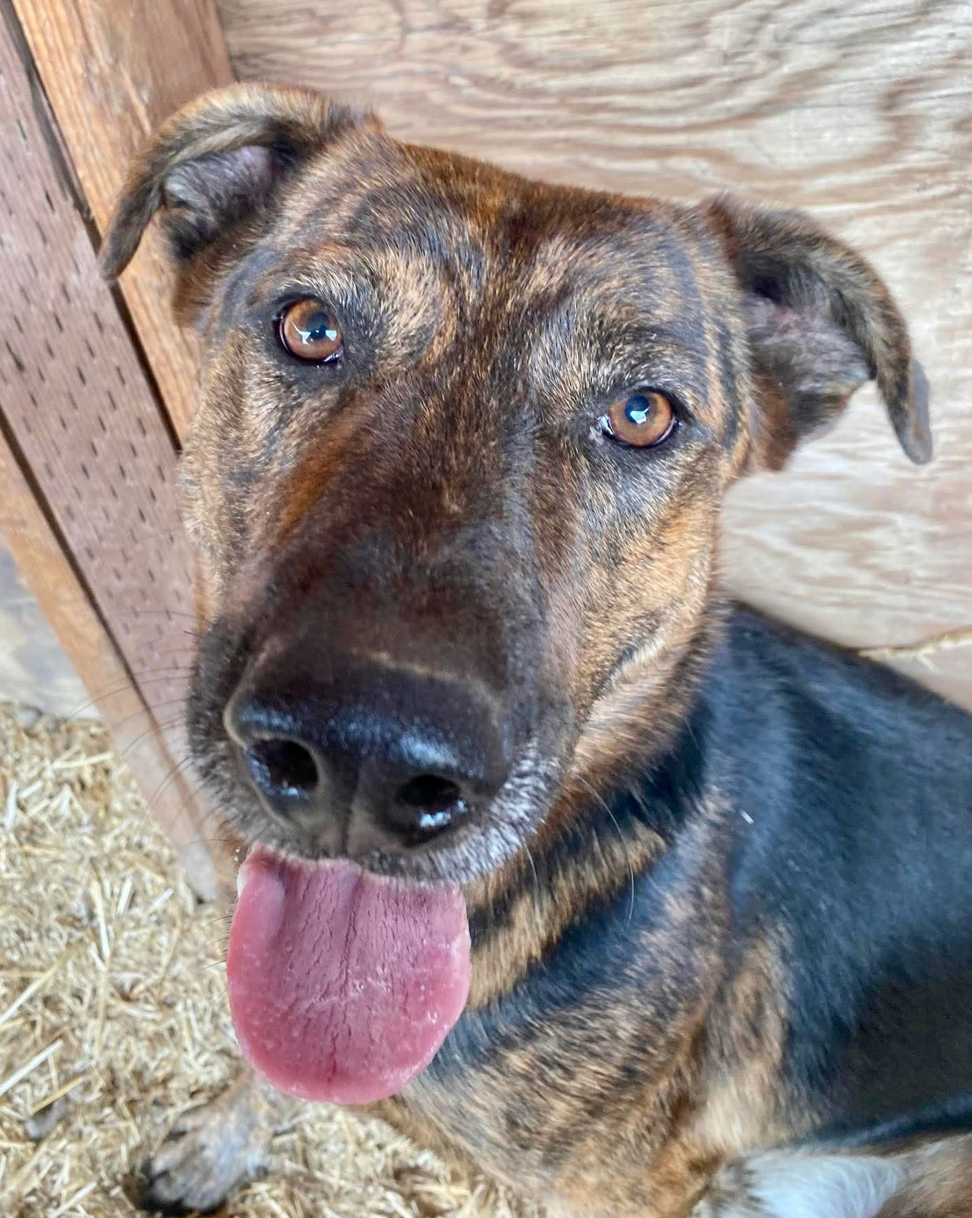 Rook, an adoptable Shepherd, Plott Hound in Yreka, CA, 96097 | Photo Image 3
