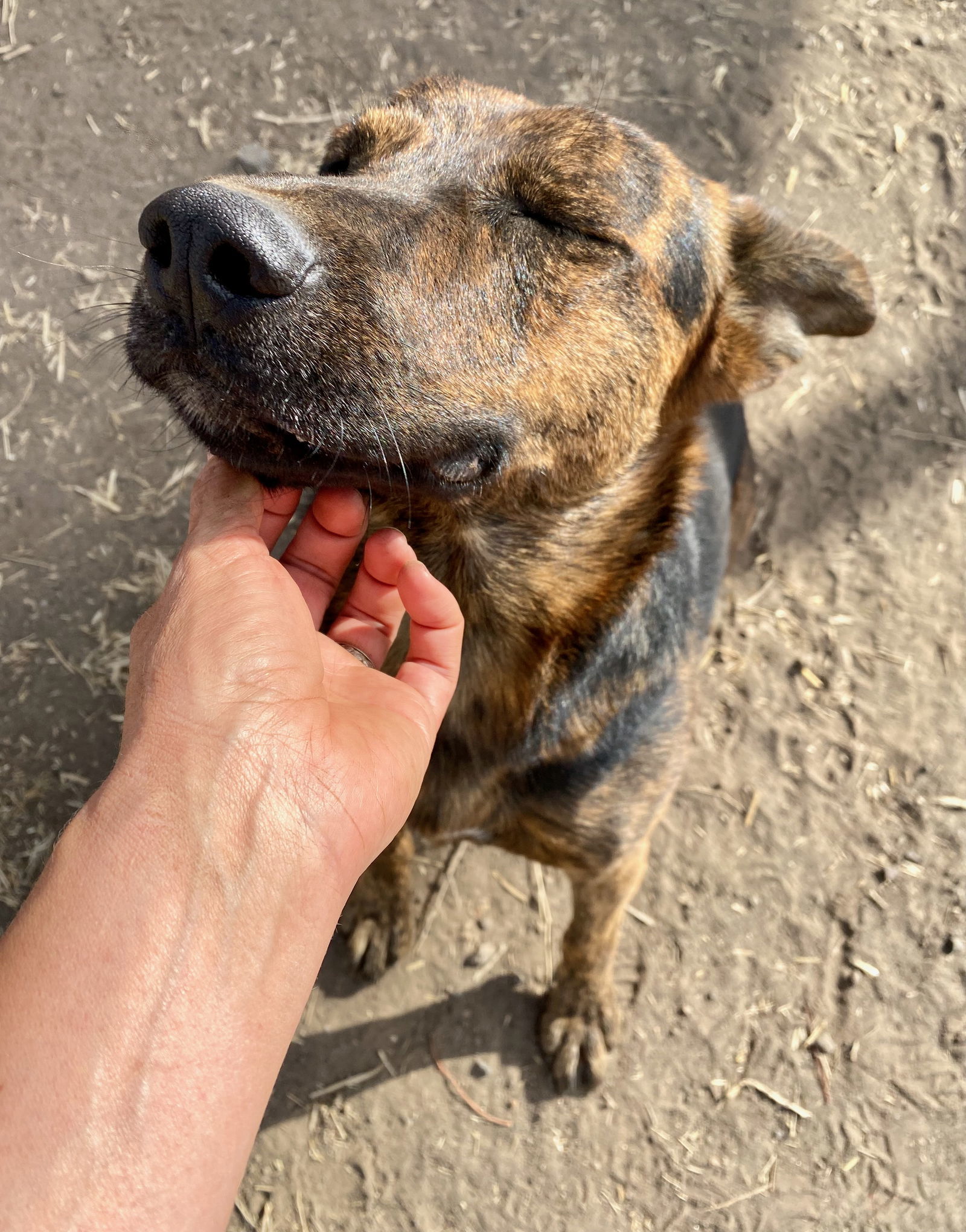 Rook, an adoptable Shepherd, Plott Hound in Yreka, CA, 96097 | Photo Image 3