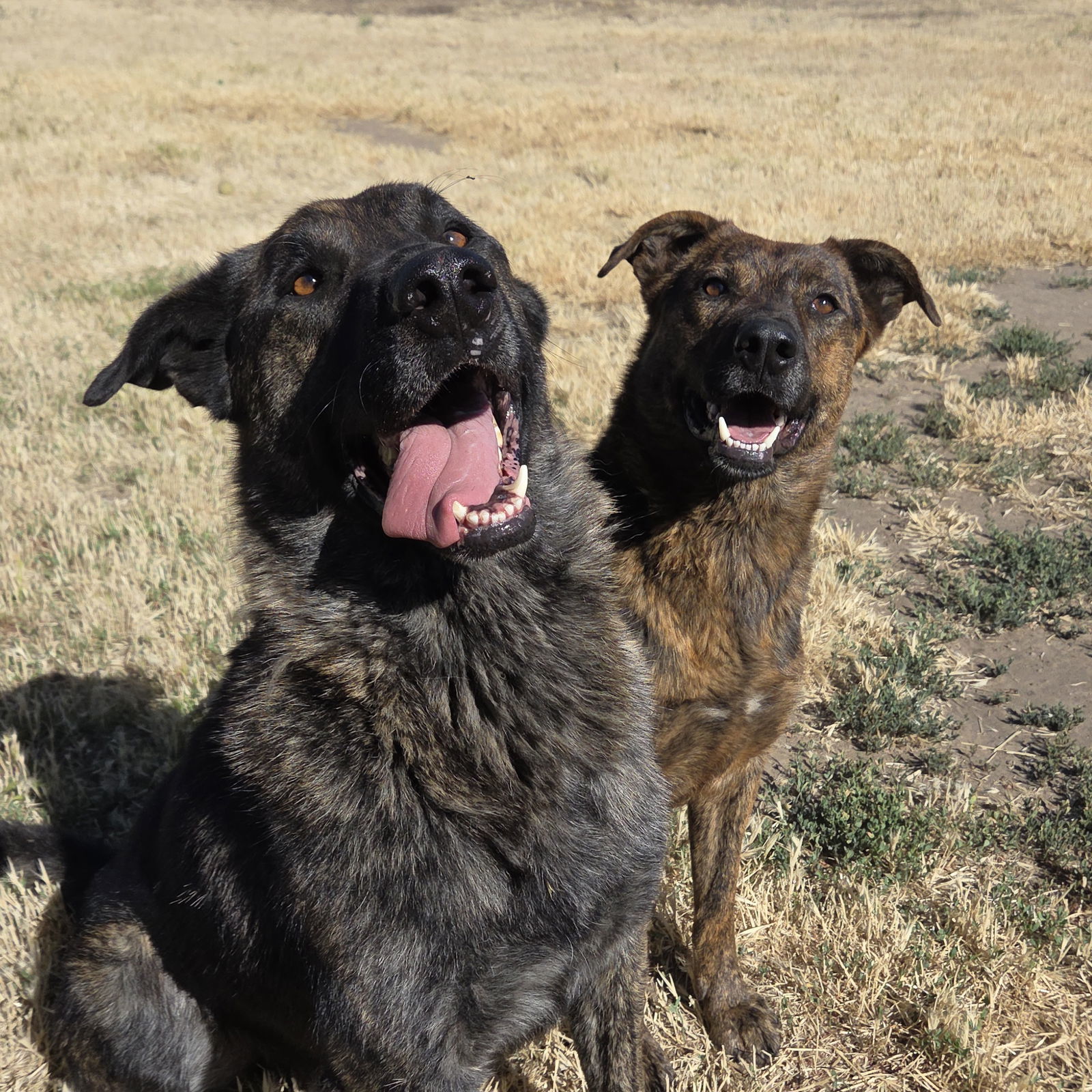 Rook, an adoptable Shepherd, Plott Hound in Yreka, CA, 96097 | Photo Image 3