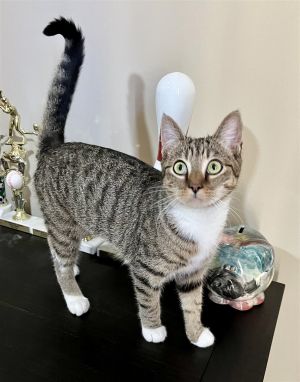 Female Kitten 6moAurora is an adorable 6mo tabby girl She is almost fully vetted dewormed spa