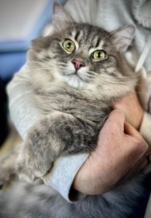 Percy Maine Coon Cat