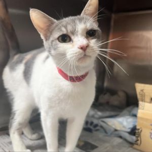 Tami Domestic Short Hair Cat