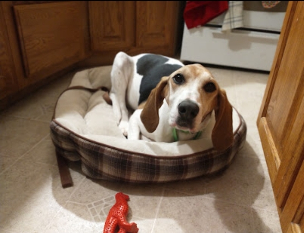Lilly, an adoptable Treeing Walker Coonhound in Wausau, WI, 54401 | Photo Image 1