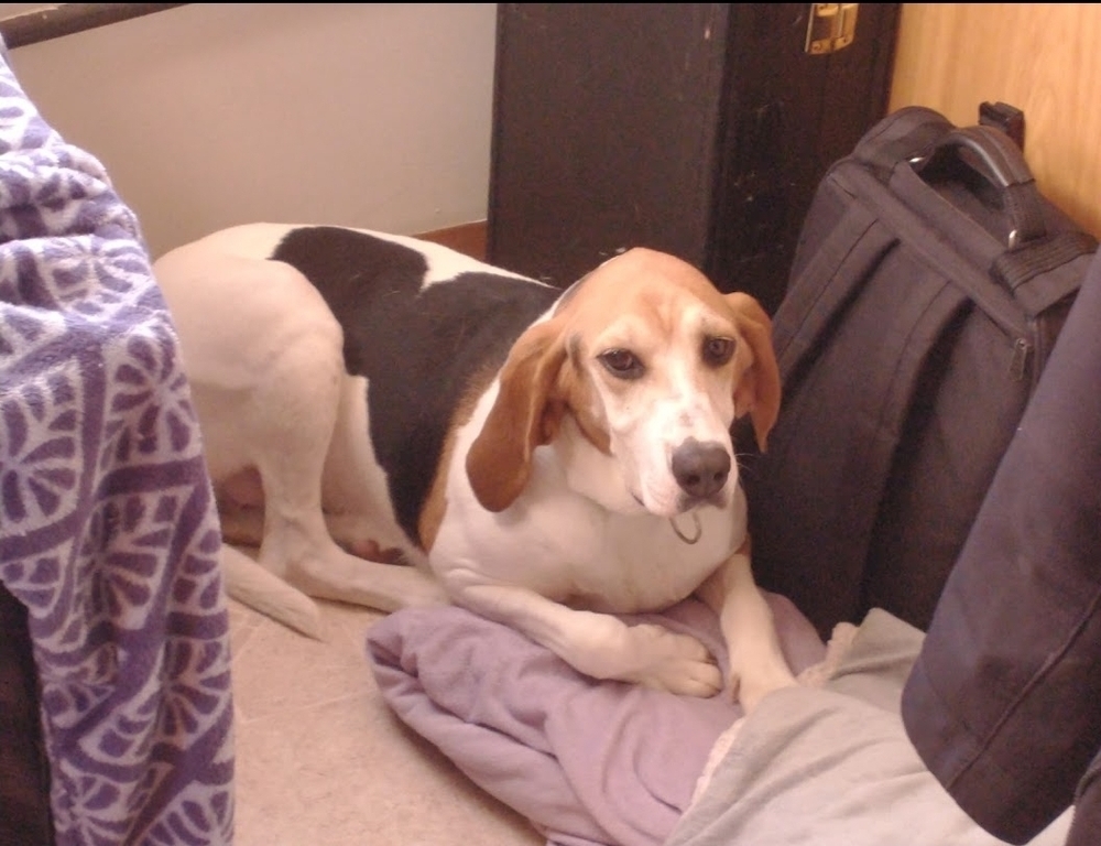 Lilly, an adoptable Treeing Walker Coonhound in Wausau, WI, 54401 | Photo Image 3