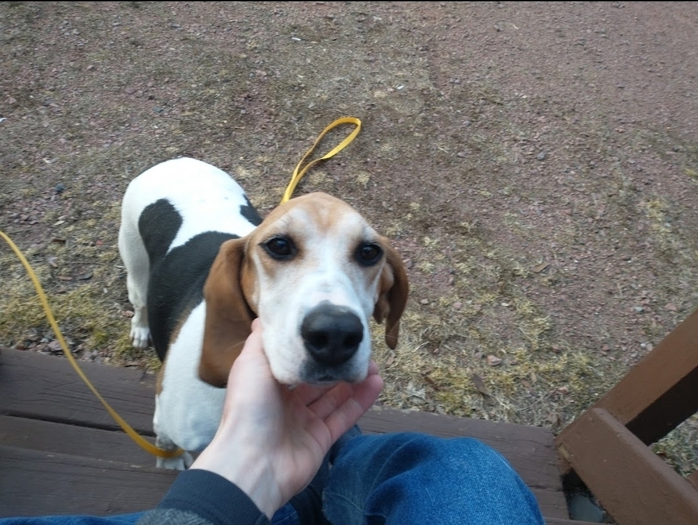 Lilly, an adoptable Treeing Walker Coonhound in Wausau, WI, 54401 | Photo Image 4
