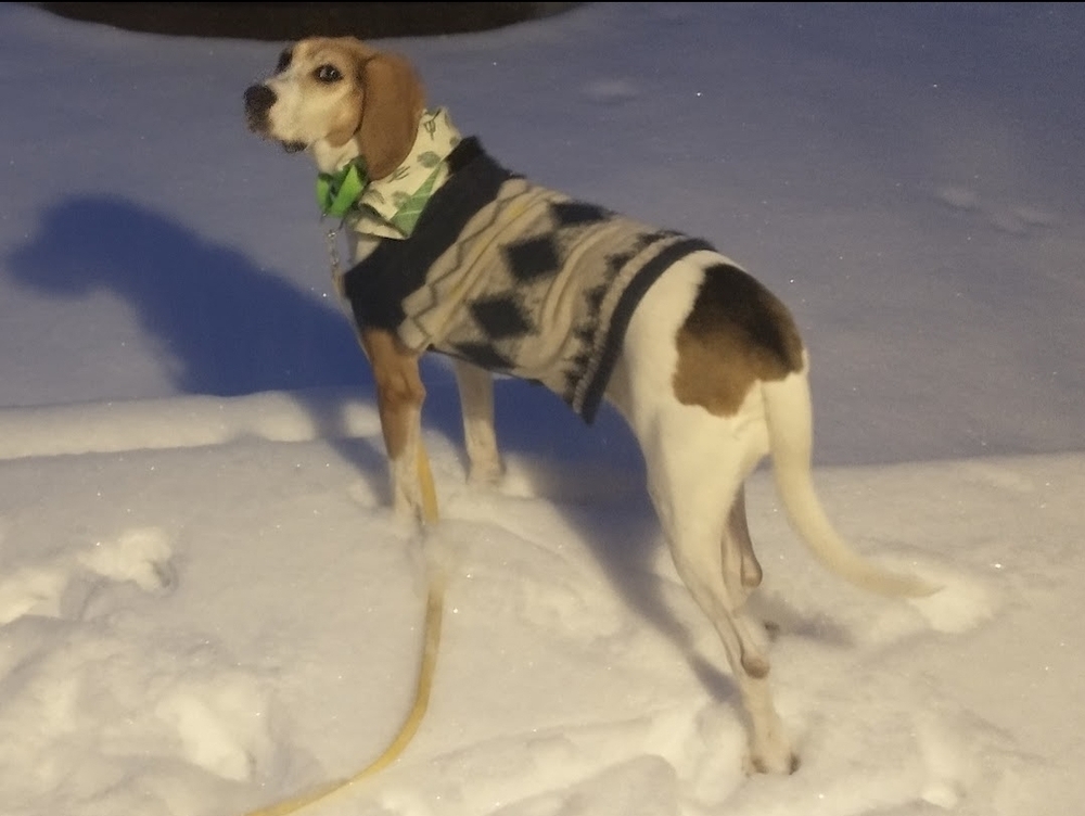 Lilly, an adoptable Treeing Walker Coonhound in Wausau, WI, 54401 | Photo Image 5