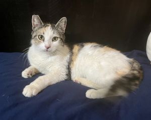 Young Adult Female 3yoSage is an adorable 3yo calico girl She is almost fully vetted dewormed