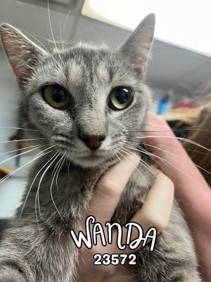 Wanda is a sweet gray tabby around 2 years old with beautiful green eyes She is a darling little l