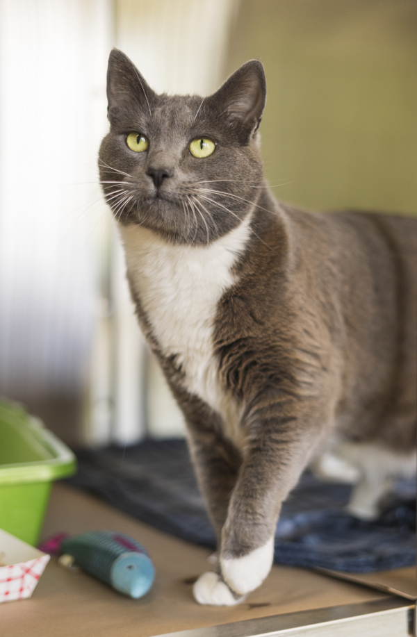 Tutu, an adoptable Domestic Short Hair in Kennewick, WA, 99336 | Photo Image 1