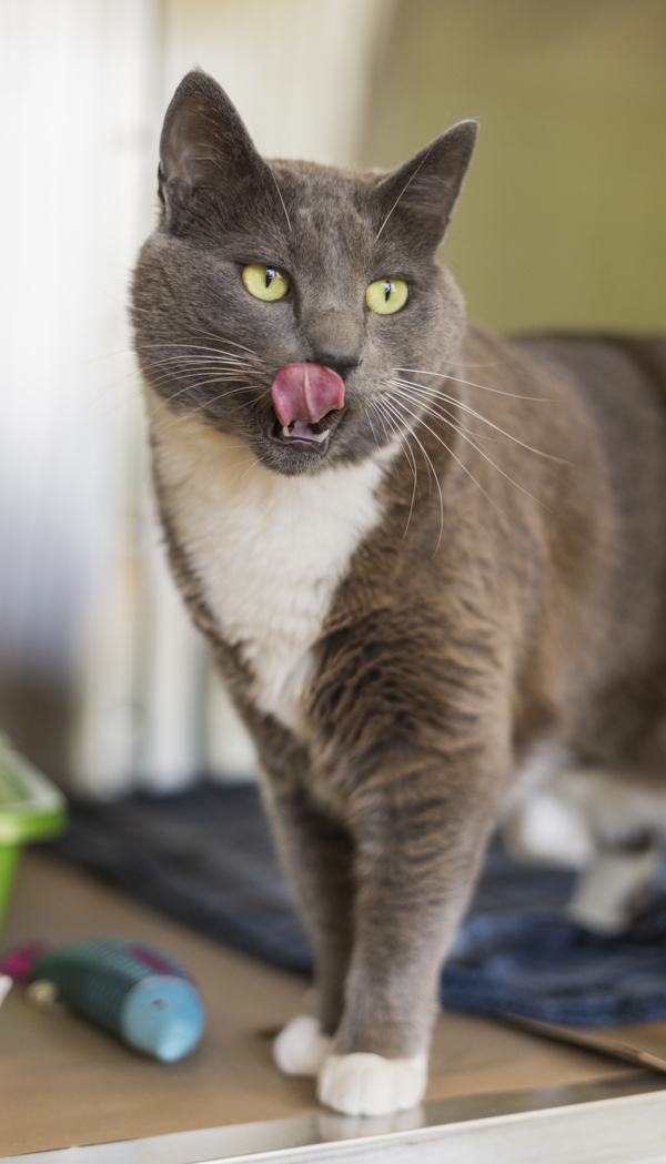 Tutu, an adoptable Domestic Short Hair in Kennewick, WA, 99336 | Photo Image 2